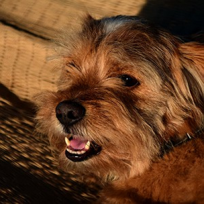 Cbn Pet - Carol Rocha