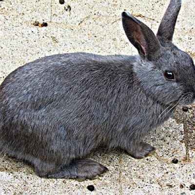 Cbn Pet - Carol Rocha