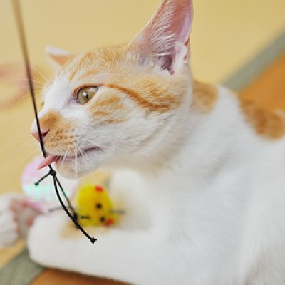 Cbn Pet - Carol Rocha