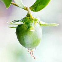 Dia 60/365 - OV de Jojoba