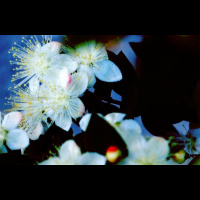 bitsound 272