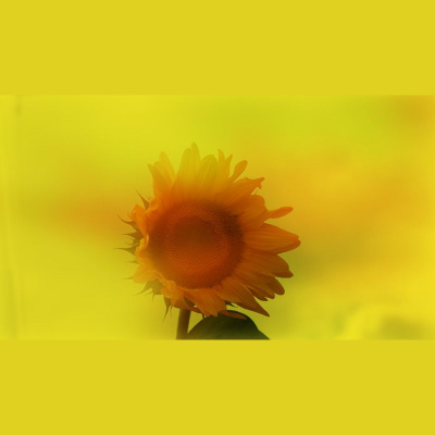 Bitsounds Podcast