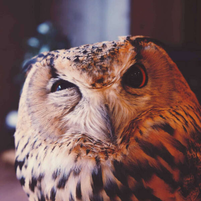 Inglês Nu E Cru Rádio