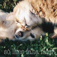 Como ler a linguagem corporal dos animais