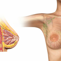 (228) Rastreio do Cancro da Mama: o impacto da alteração das recomendações USPSTF