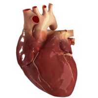 (207) Guidelines ACC/AHA: doença coronária crónica