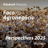 Perspectivas 2025 | Algodão