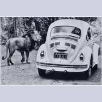 Após duas décadas, Simba Safari volta a receber público com experiência imersiva