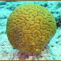 Coral-cérebro: pesquisador fala sobre espécie brasileira capaz de reter 20 toneladas de carbono por ano