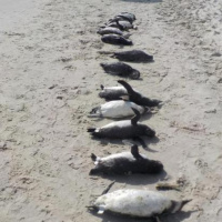 Mais de 200 pinguins foram encontrados mortos nas praias de Ilha Comprida, Ilha do Cardoso e Iguape, no litoral de São Paulo, apenas na primeira semana de agosto.