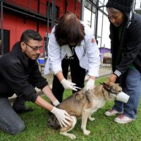 Volta Redonda realiza amanhã, a segunda etapa da Campanha de Vacinação Antirrábica Animal