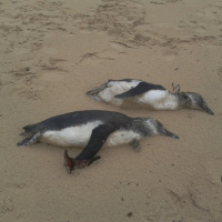 Pelo menos 57 pinguins foram encontrados mortos em uma praia ao Sul de Ilha Comprida, no litoral de São Paulo.