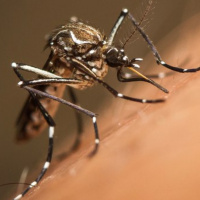 Mais de mil cidades correm risco de surto de zika, dengue e Chikungunya.