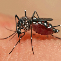 Brasil registra aumento de 113,7% nos casos de Dengue