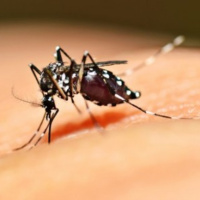 Entre 31 de dezembro de 2017 e 14 de julho de 2018, o Brasil teve 95 mortes confirmadas por dengue (80), chikungunya (13) e zika (2).