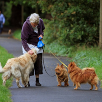 Animais ajudam no envelhecimento
