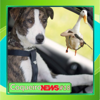 CoqueiroNews #18 - Patos mercenários, cachorros motoristas, portátil da Steam e Persona (de novo)!