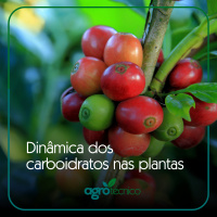 Dinâmica dos Carboidratos
