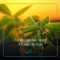 Doenças da soja