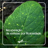 Injúrias de herbicidas - Estresse por Fitotoxicidade