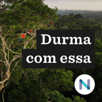 Fundo Amazônia: o que a retomada pode fazer pela floresta