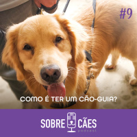 Cão-guia - Veja como eles são importantes