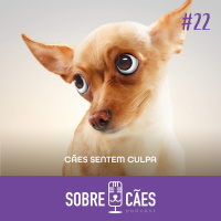 Cachorro sente Culpa? - Meu nome não é não é Sobre Cães