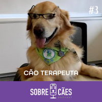 Cão terapeuta - Cachorros que ajudam pessoas - Sobre cães 03