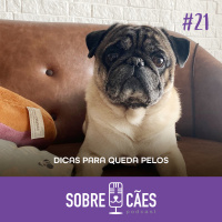 Dicas para Queda de Pelo - Sobre Cães
