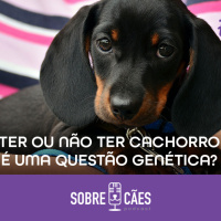 Ter ou não ter um cachorro é uma questão genética?