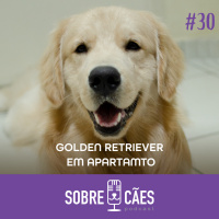 Golden Retriever em Apartamento - Sobre Cães