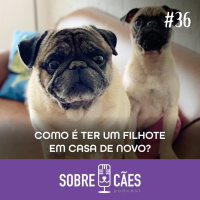 Como é ter um filhote em casa de novo? - Sobre Cães