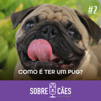 Ter um Pug - Sobre Cães