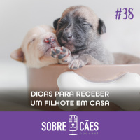 Dicas pare receber um filhote em casa