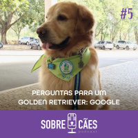 Perguntas para Um Golden Retriever