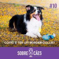 Border Collie - O cachorro mais inteligente