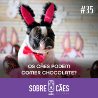 Pode dar chocolate para o Cachorro? A Páscoa está chegando - Sobre Cães