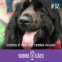 Terra Nova - Conheça mais sobre essa raça de cachorro - Sobre Cães