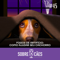 Fogos de artifício: como ajudar seu cachorro - Sobre Cães