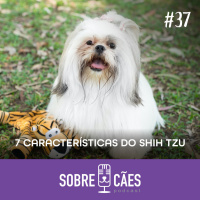 Shih Tzu - 7 Características dessas raça