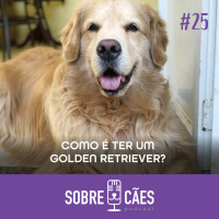 Golden Retriever - Saiba tudo sobre esse cachorro - Sobre Cães