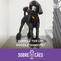 Poodle Gigante - Como é ter um - Sobre cães 06