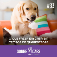 Como Gastar a energia do seu cachorro na quarentena