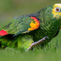 Papagaios desenvolvem apurado gosto musical, dizem cientistas