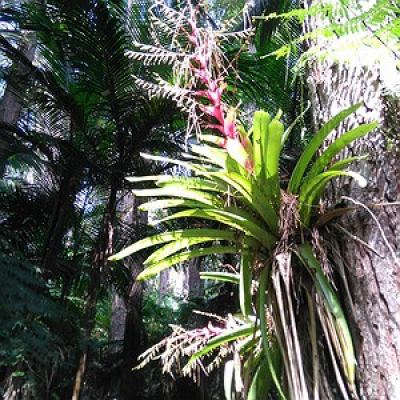 Globo Natureza