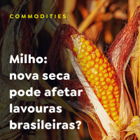 Milho: nova seca pode afetar lavouras brasileiras?