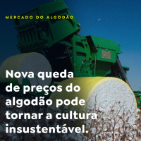 Nova queda de preços do algodão pode tornar a cultura insustentável