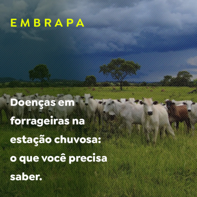 Paracatu Rural - Jornal do agronegócio