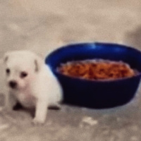 A arte da ofensa - Episódio 129