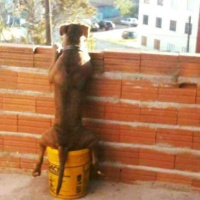 Fofoca de coração bom - Episódio 65